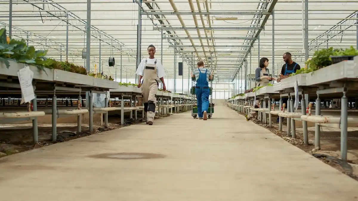 succession planting vegetable balcony Netherlands