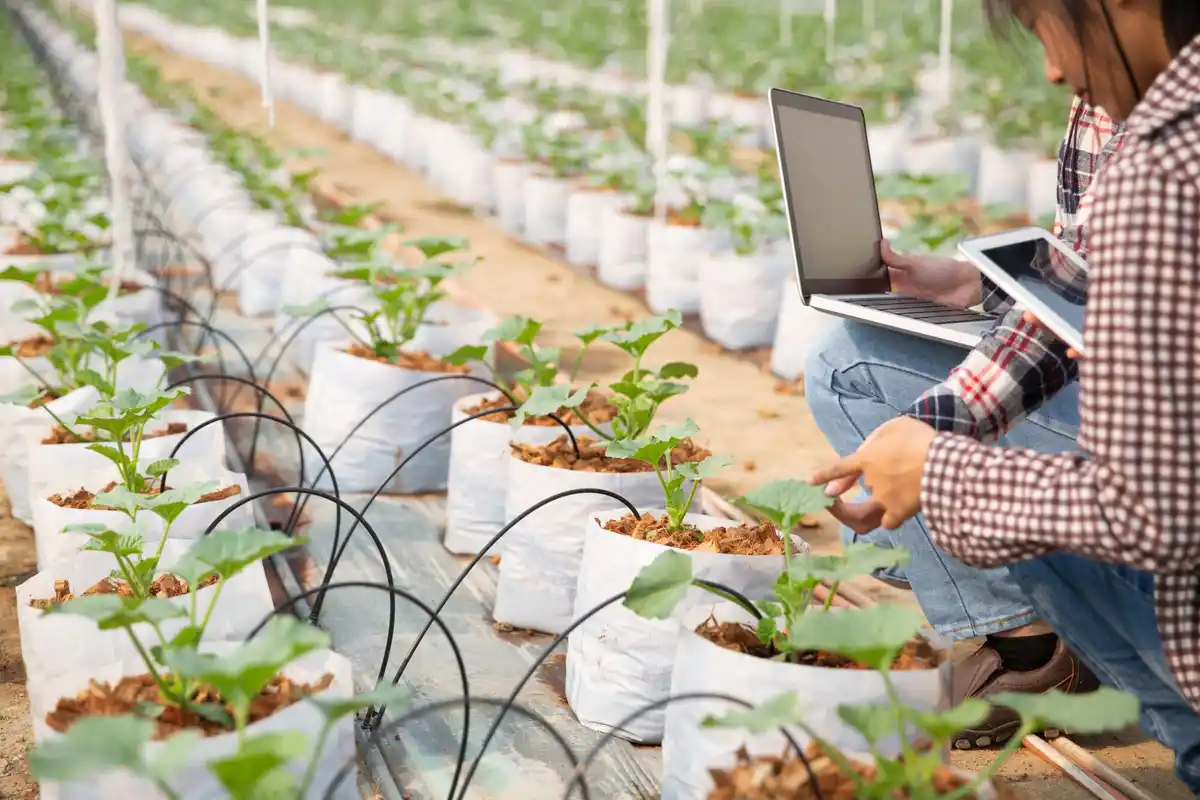 automatic garden irrigation system setup