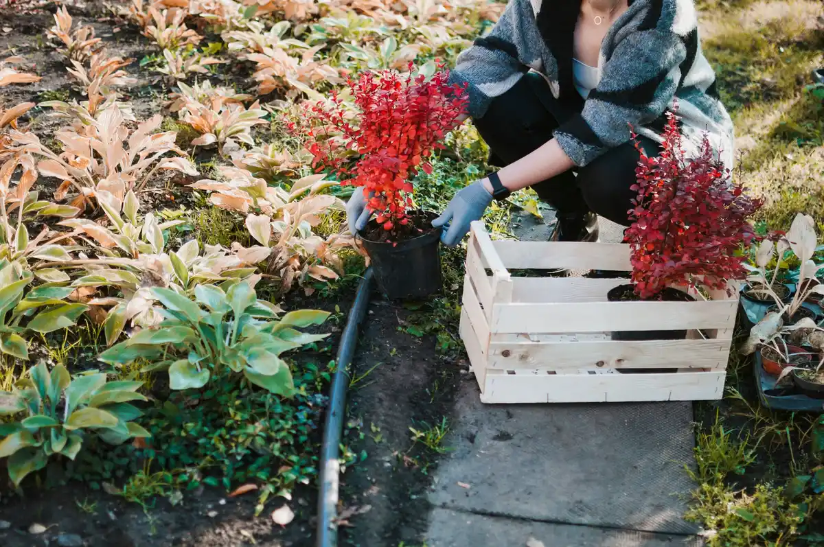 automatic garden irrigation system backyard
