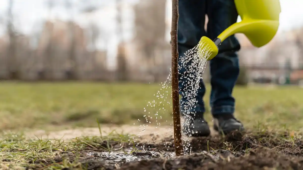 Fertilizing Dutch lawn in spring