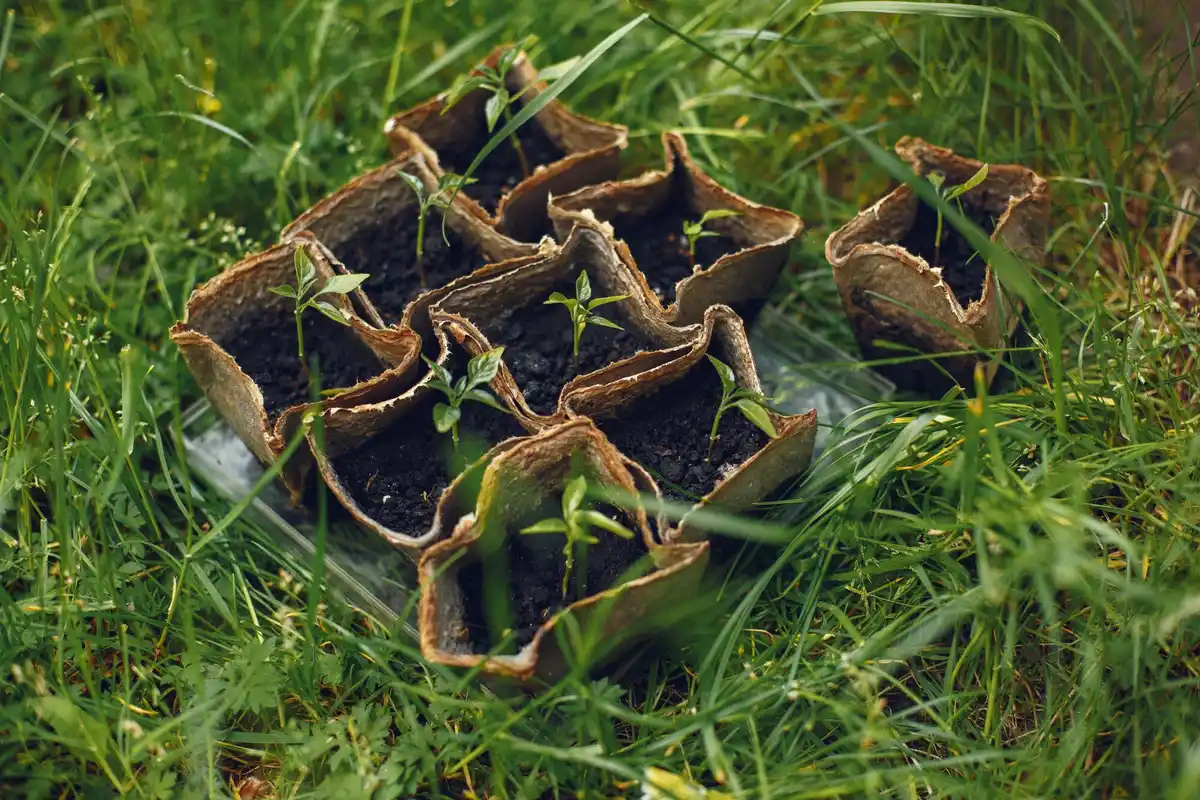 Mole damage on lawn in Dutch garden