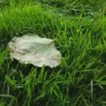 patchy lawn problems backyard Netherlands
