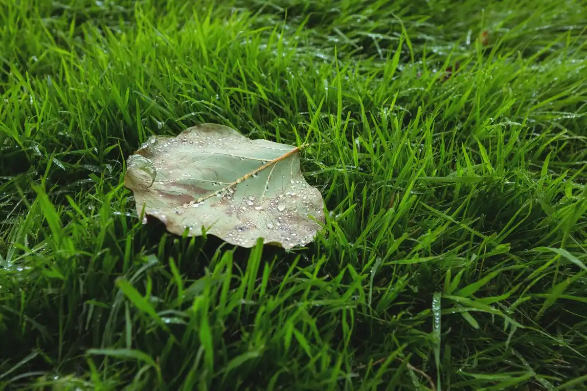 patchy lawn problems backyard Netherlands