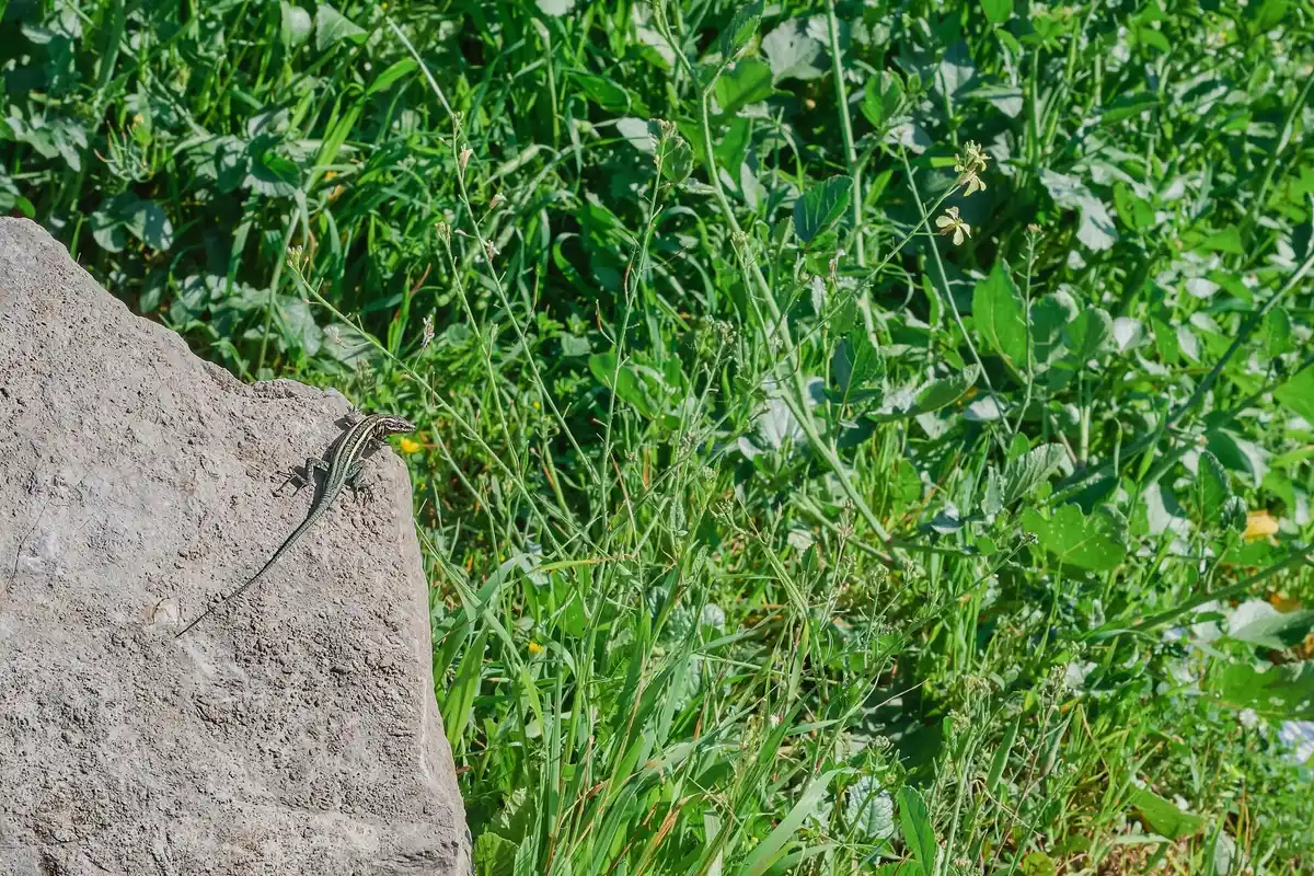 lawn with uneven grass growth