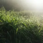 lush green lawn garden closeup