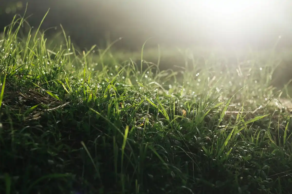 lush green lawn garden closeup