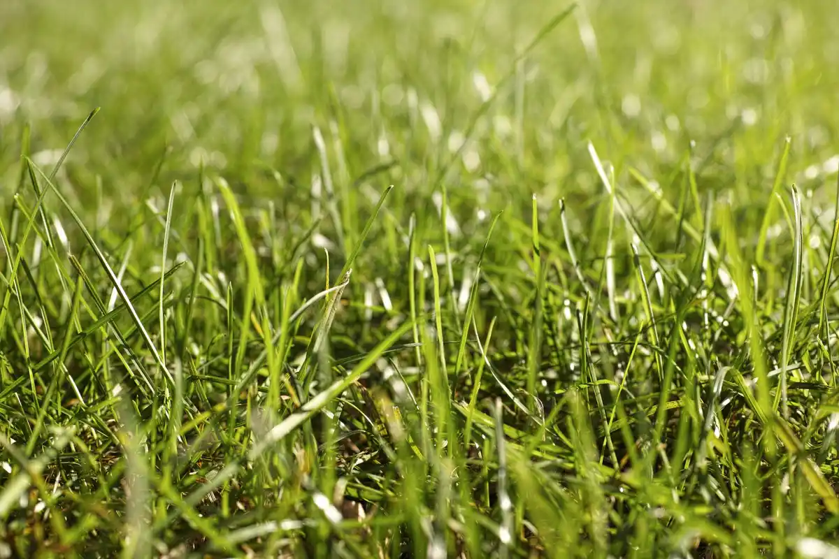 lush green lawn in garden closeup