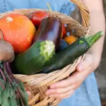 Dutch vegetable home garden harvesting