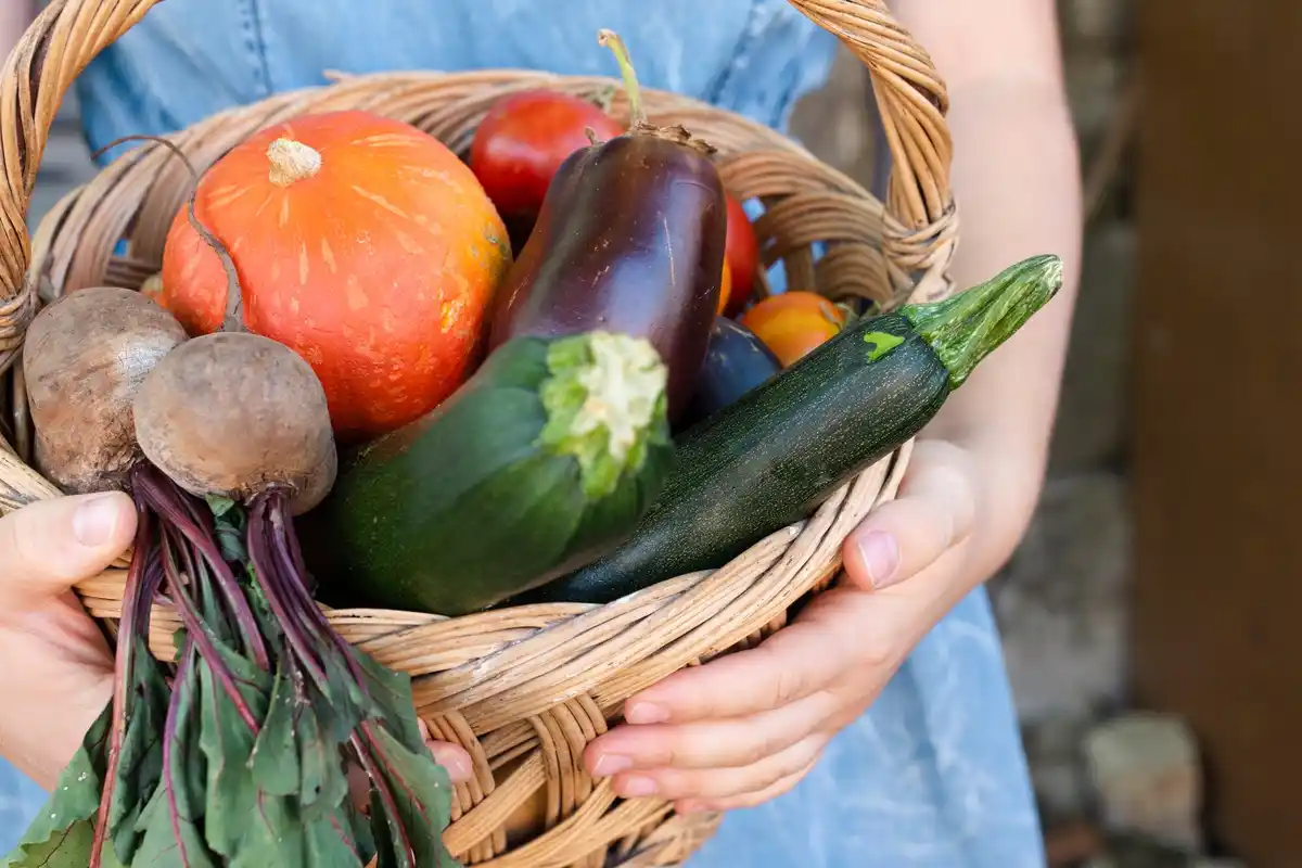 Dutch vegetable home garden harvesting
