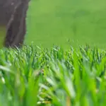 organic healthy lawn natural grass Netherlands garden