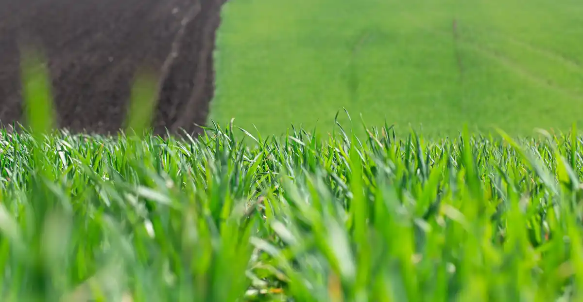 organic healthy lawn natural grass Netherlands garden
