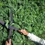 herb pruning fresh garden herbs