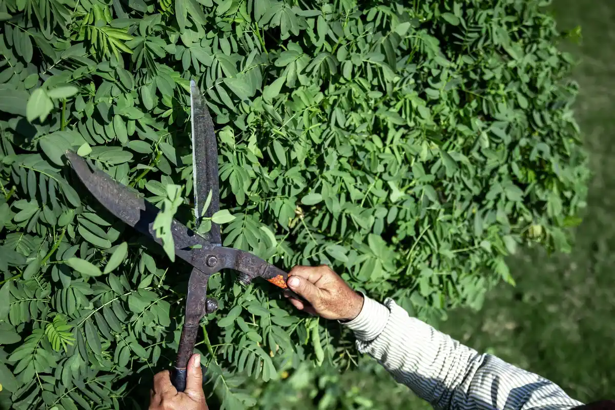 herb pruning fresh garden herbs