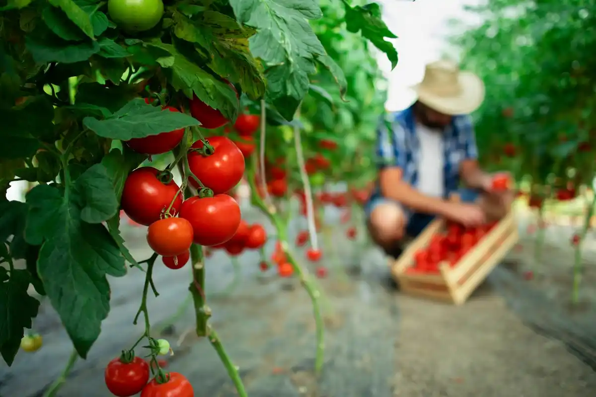 urban balcony vegetable garden Netherlands fresh herbs tomatoes