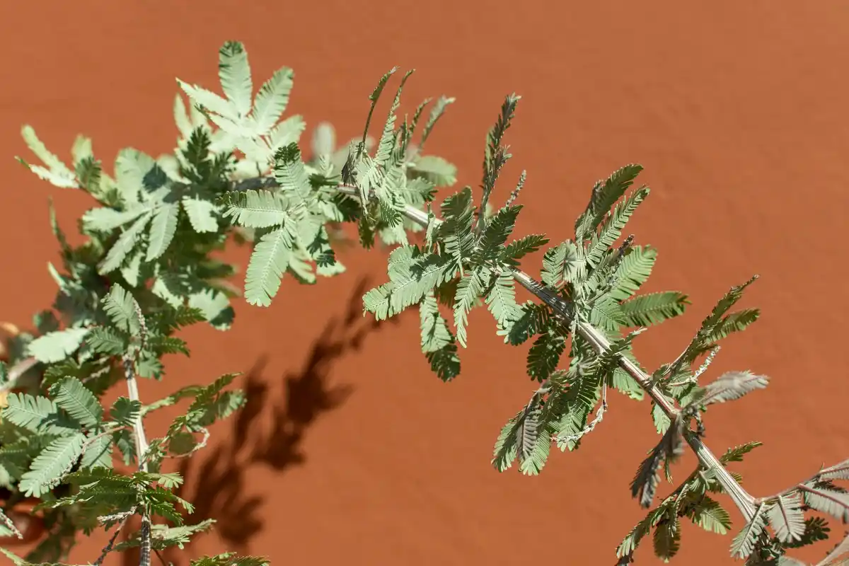 fresh herb plants in partial shade garden