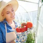 Dutch vegetable garden greenhouse tomatoes sunny day