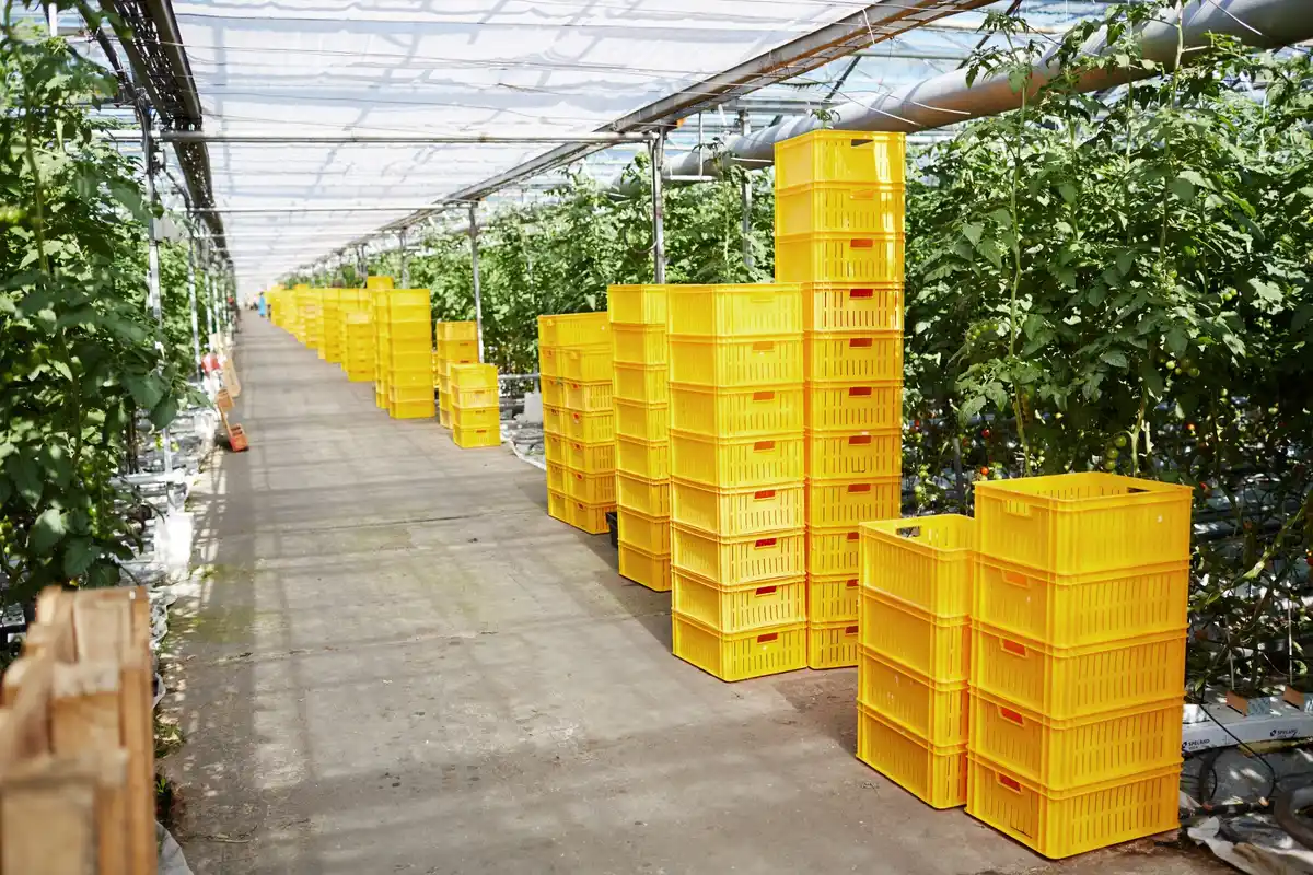 Greenhouse with tomatoes growing in Netherlands sunny day