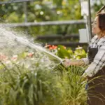 lush green backyard lawn maintenance morning watering