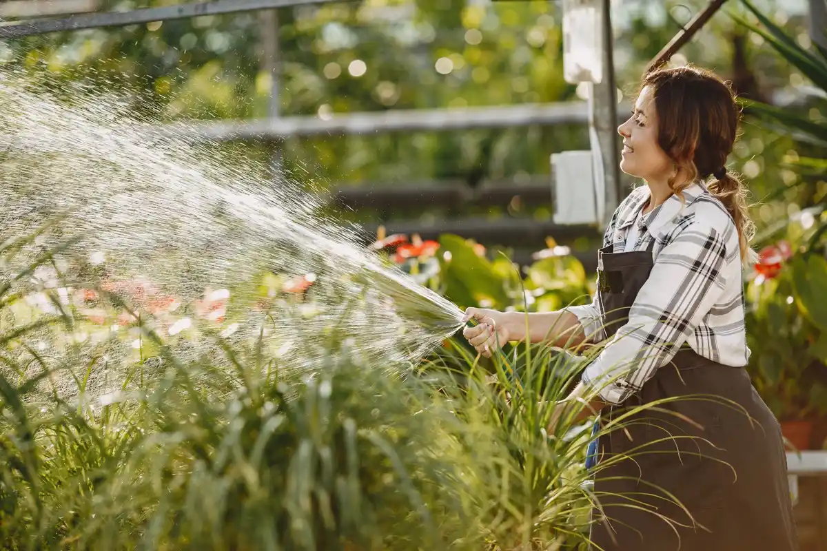 lush green backyard lawn maintenance morning watering