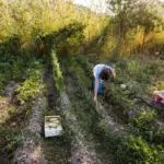 mulched vegetable garden large harvest