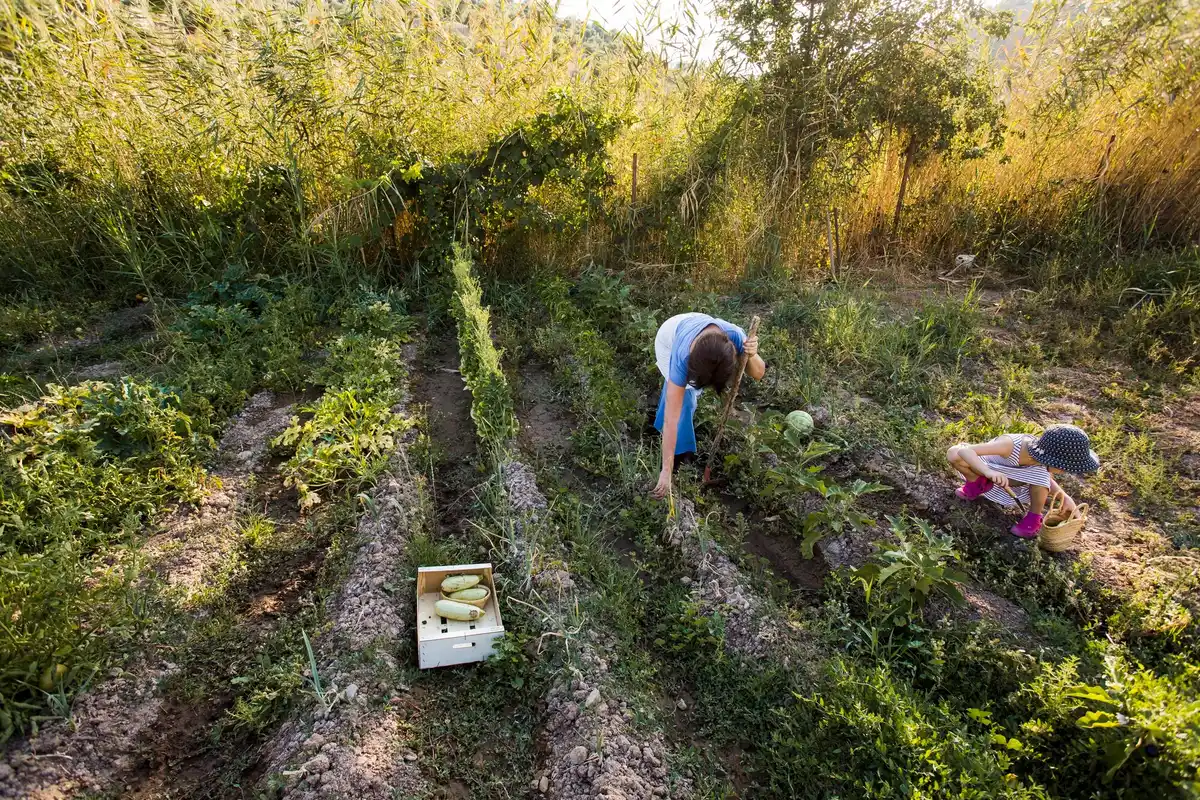 mulched vegetable garden large harvest