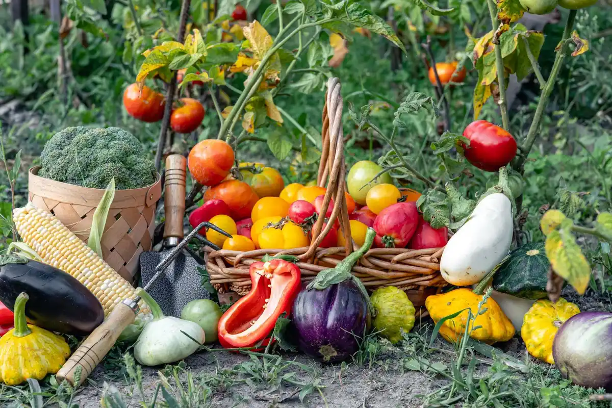 vegetable garden with large ripe vegetables