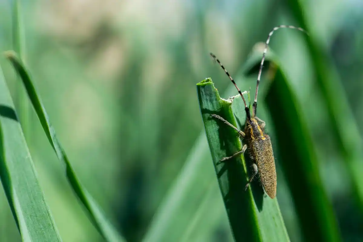 Dutch garden pests insect damage