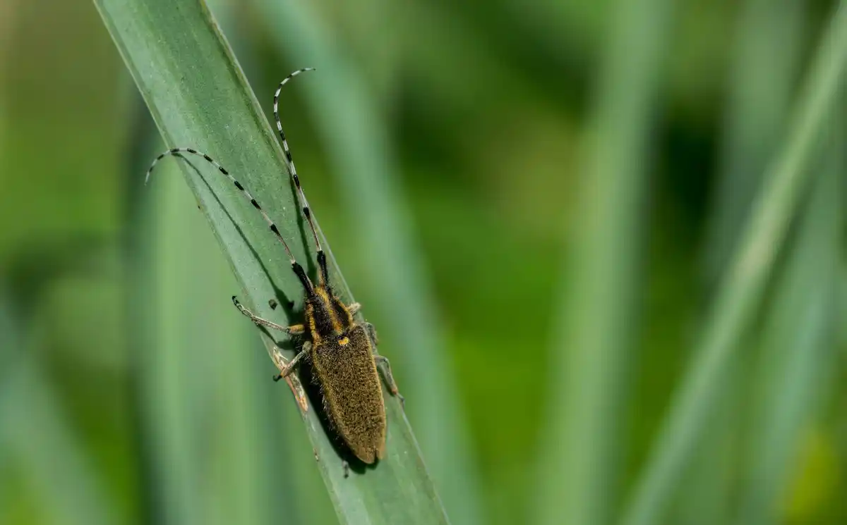 garden pests on plants close-up