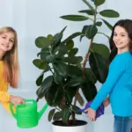 houseplants disease prevention watering light care