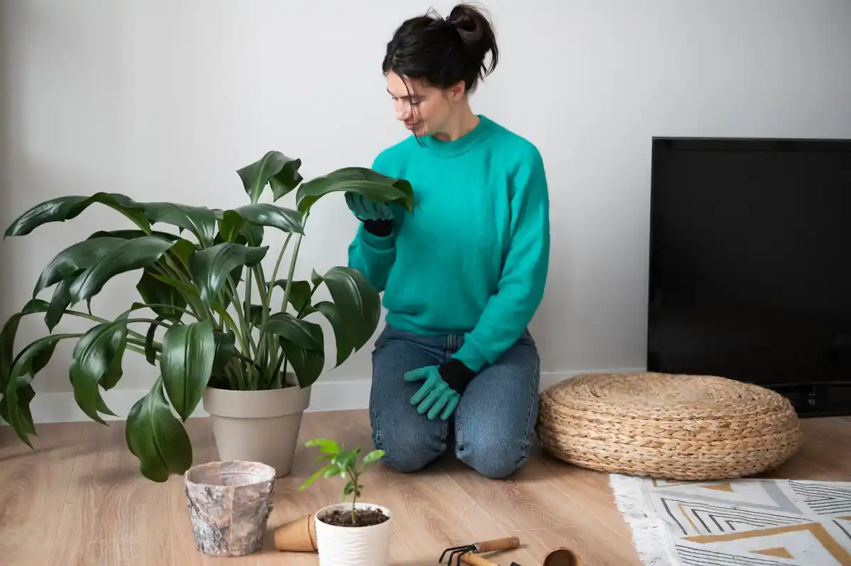 watering houseplants disease prevention