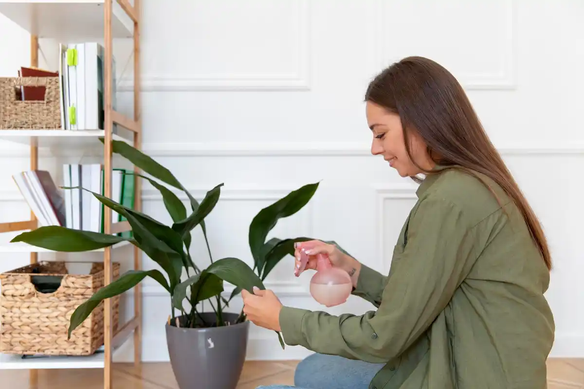 indoor plant placement light disease prevention