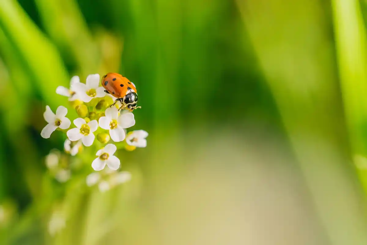 ladybug on green plant leaves