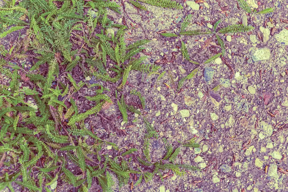diseased vegetable garden plants close up