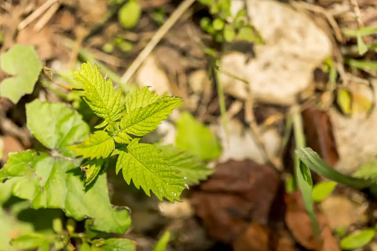 diseased vegetable plants garden