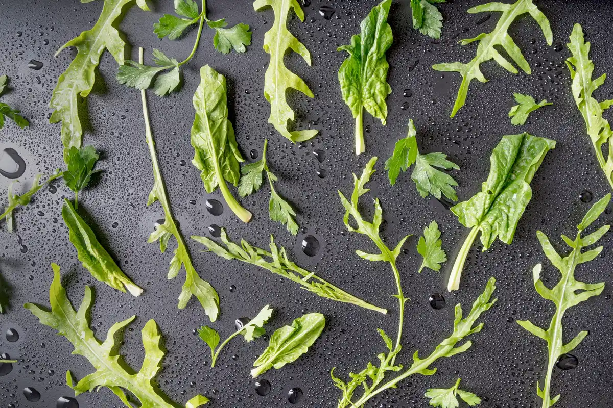 close up of vegetable leaves with powdery mildew