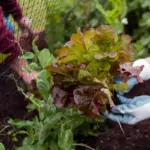 Dutch vegetable garden spring planting raised beds