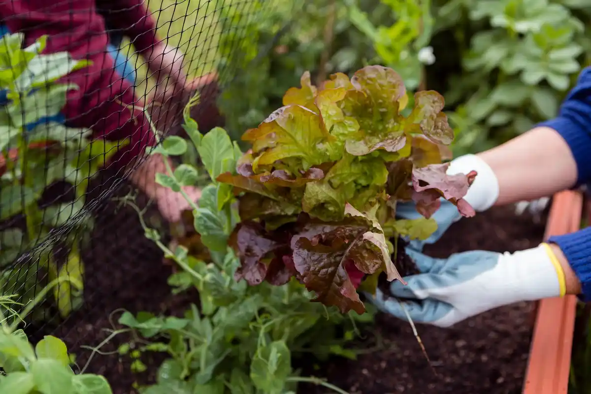 Dutch vegetable garden spring planting raised beds
