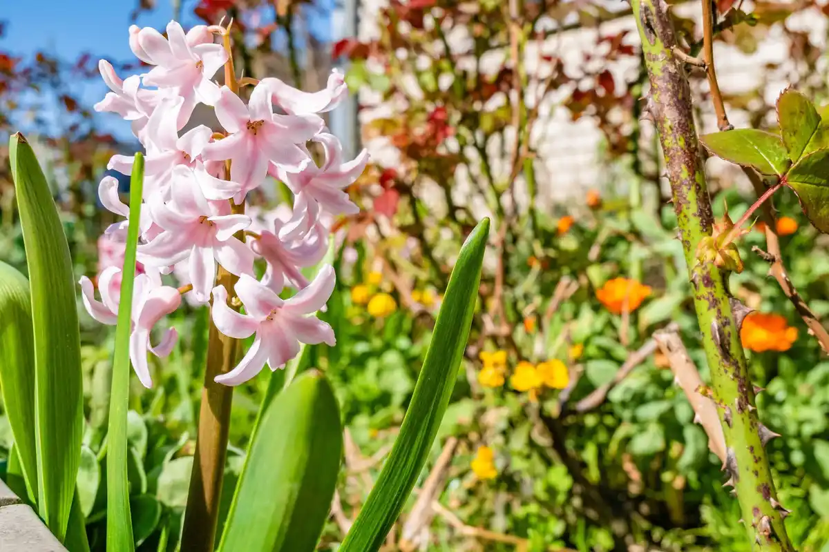 Dutch vegetable garden in spring