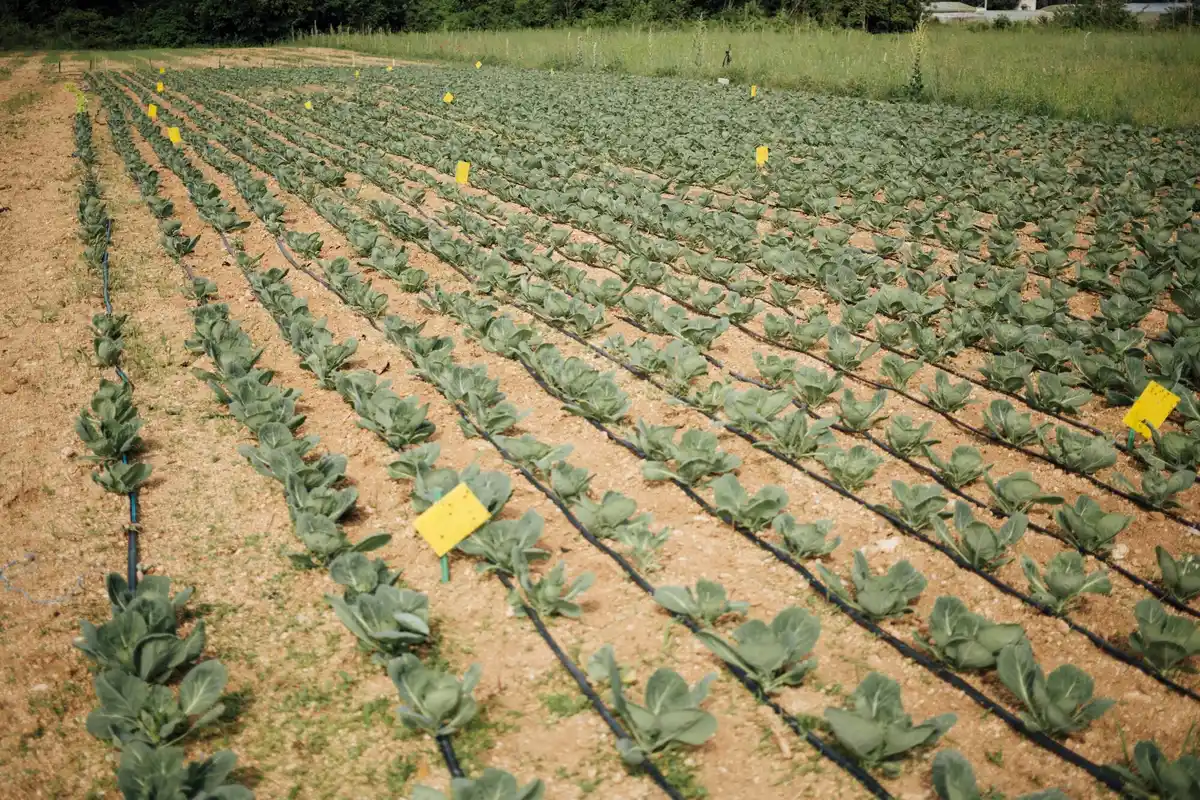 Raised garden beds with vegetables in Netherlands