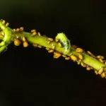 aphid close-up on plant leaf