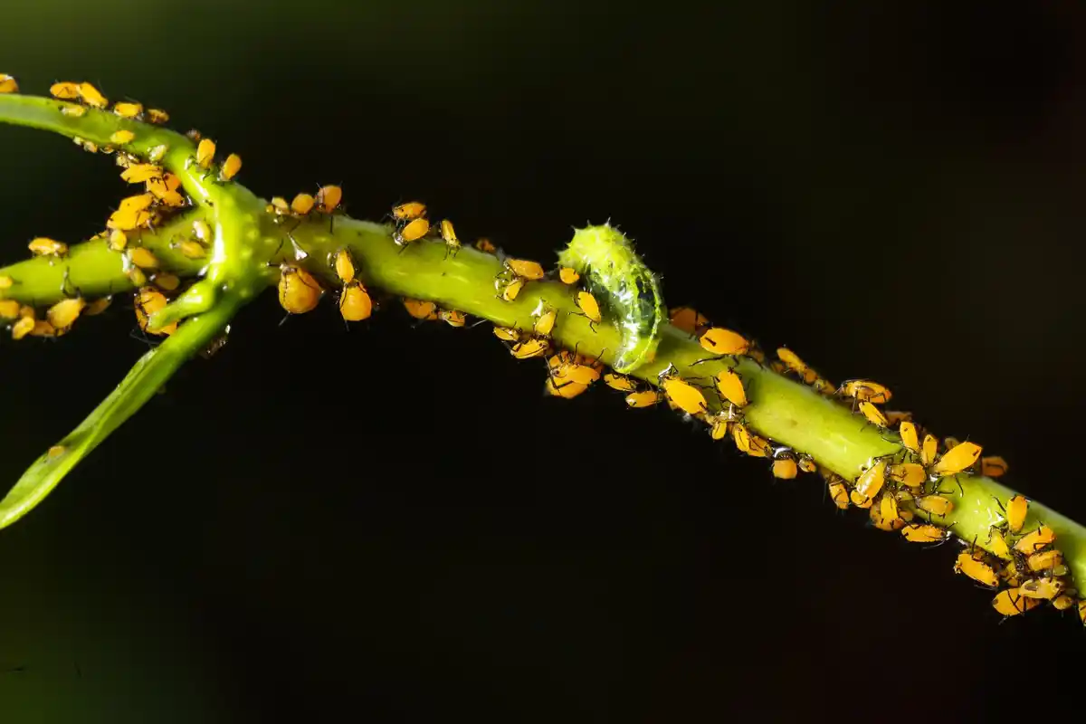 aphid close-up on plant leaf
