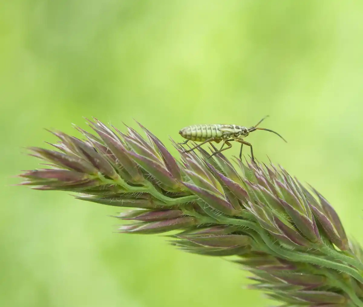 aphid close-up on plant leaf