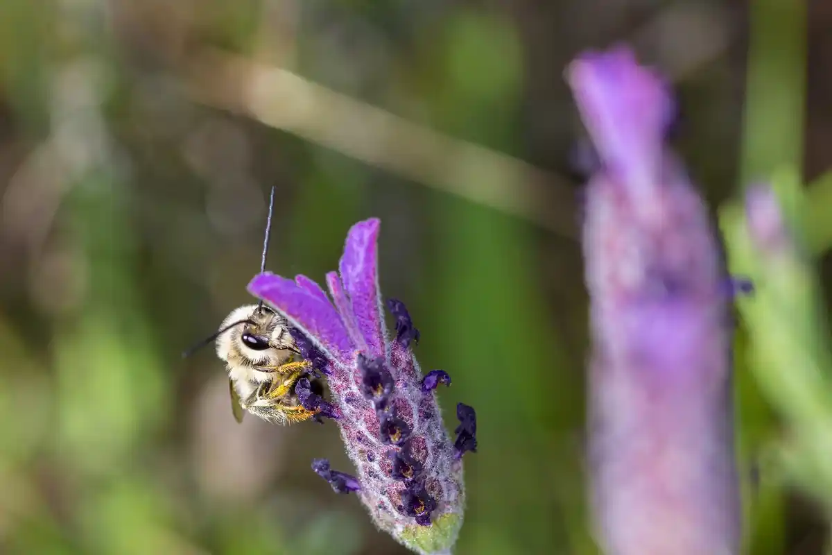 lavender garden natural pest control