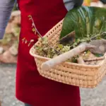 natural pest control garden netherlands organic vegetables