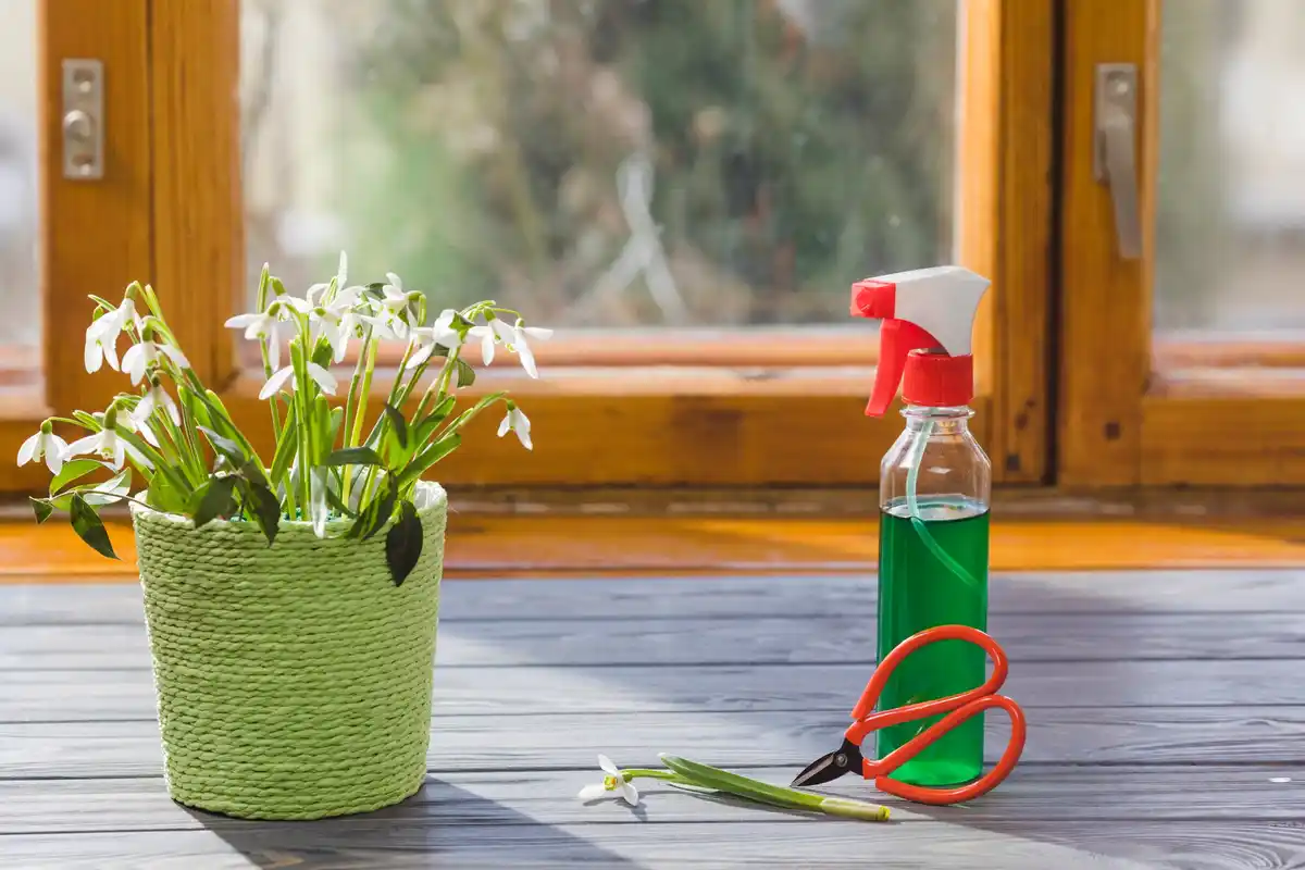organic gardening pest control amsterdam balcony