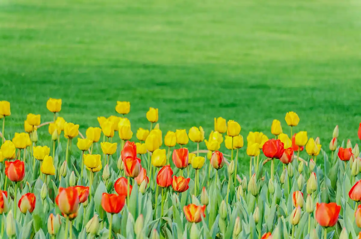 lush green lawn spring Netherlands garden