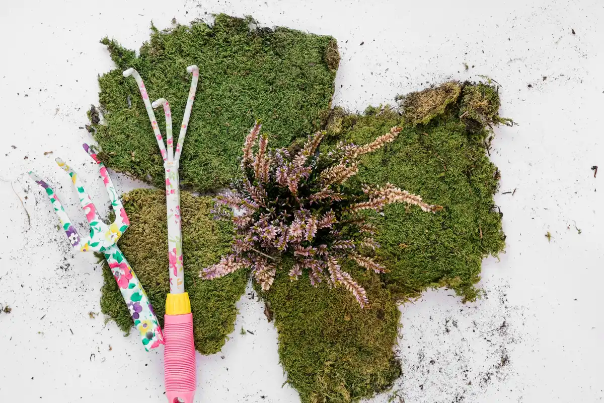 removing moss and weeds from lawn in dutch garden