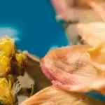 plant disease symptoms close-up