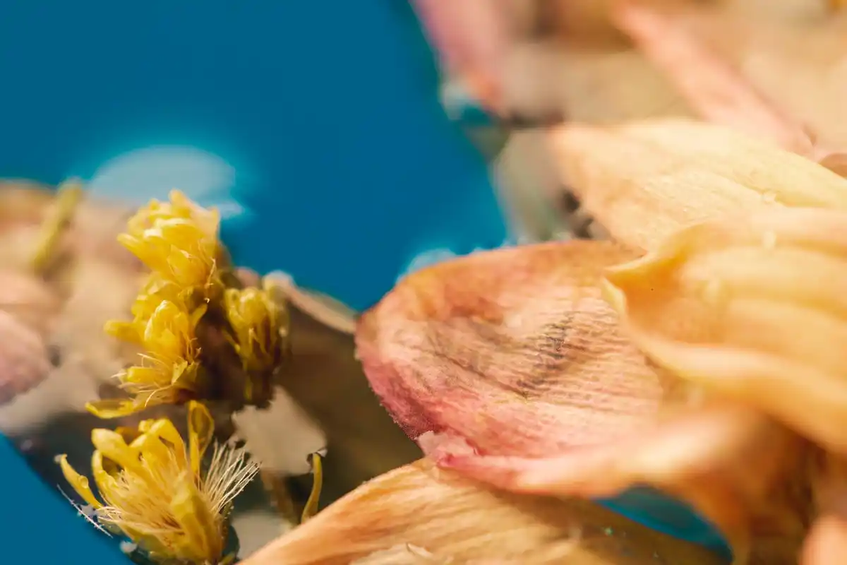 plant disease symptoms close-up
