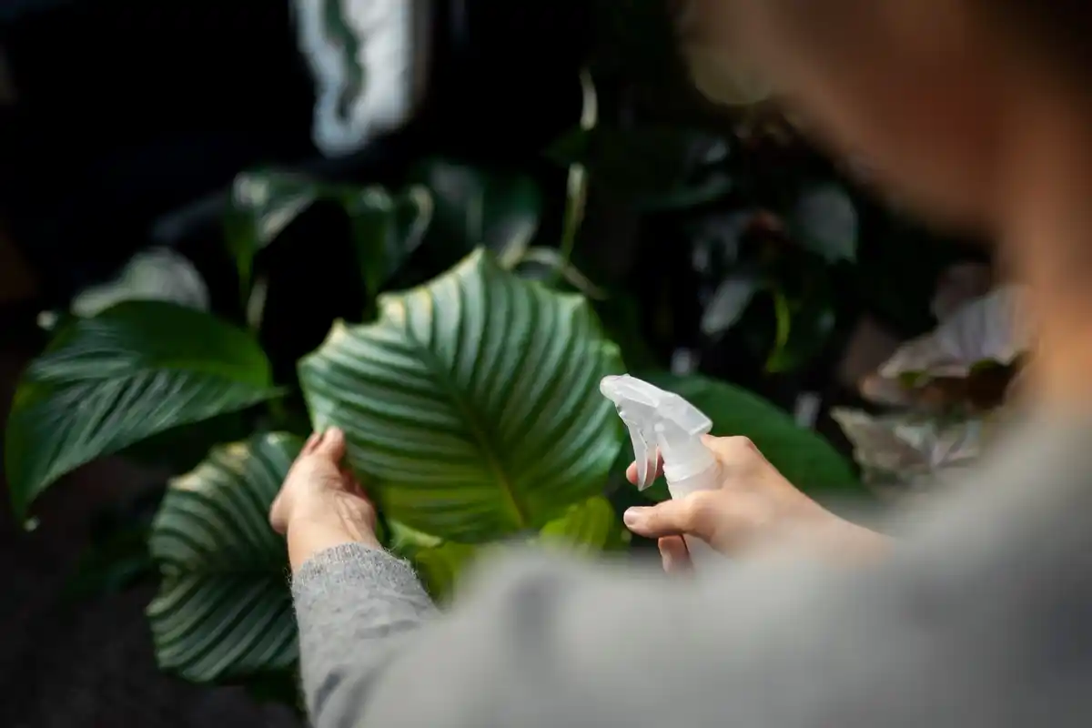 plant powdery mildew disease